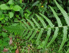 Pteridium revolutum