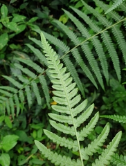 Pteridium revolutum