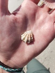 Plicatula gibbosa