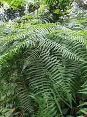 Pteridium revolutum