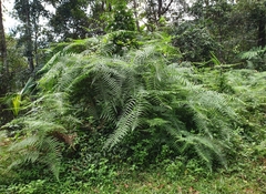 Pteridium revolutum