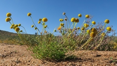 Foveolina dichotoma