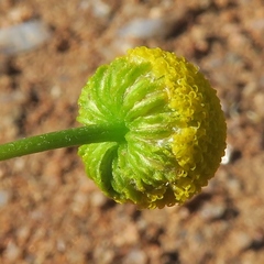 Foveolina dichotoma
