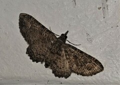 Pasiphilodes testulata