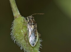 Brachycarenus tigrinus