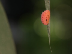 Zygaenoidea