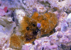 Nudiantennarius subteres
