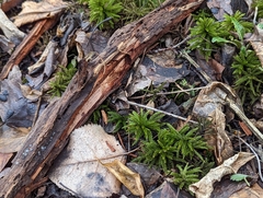 Climacium dendroides