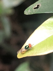 Microchrysa