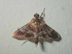 Aetholix flavibasalis