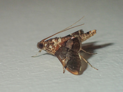 Aetholix flavibasalis