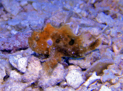 Nudiantennarius subteres