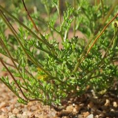 Foveolina dichotoma