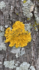 Xanthoria parietina