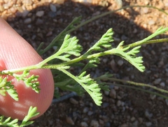 Foveolina dichotoma