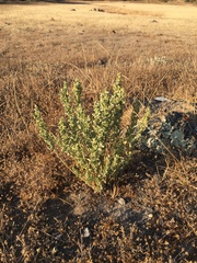 Atriplex repanda