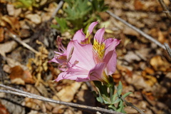 Alstroemeria exserens