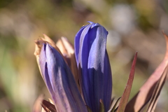 Gentiana × billingtonii