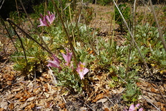 Alstroemeria exserens