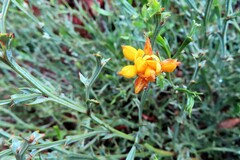 Genista tridentata