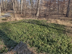 Pachysandra terminalis