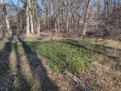 Pachysandra terminalis
