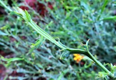 Genista tridentata