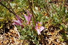 Alstroemeria exserens