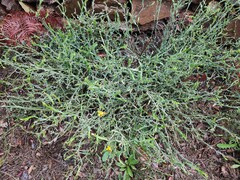Genista tridentata