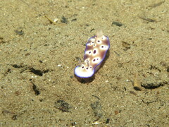 Hypselodoris tryoni