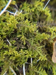 Thuidium delicatulum