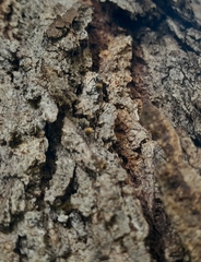 Camponotus arboreus