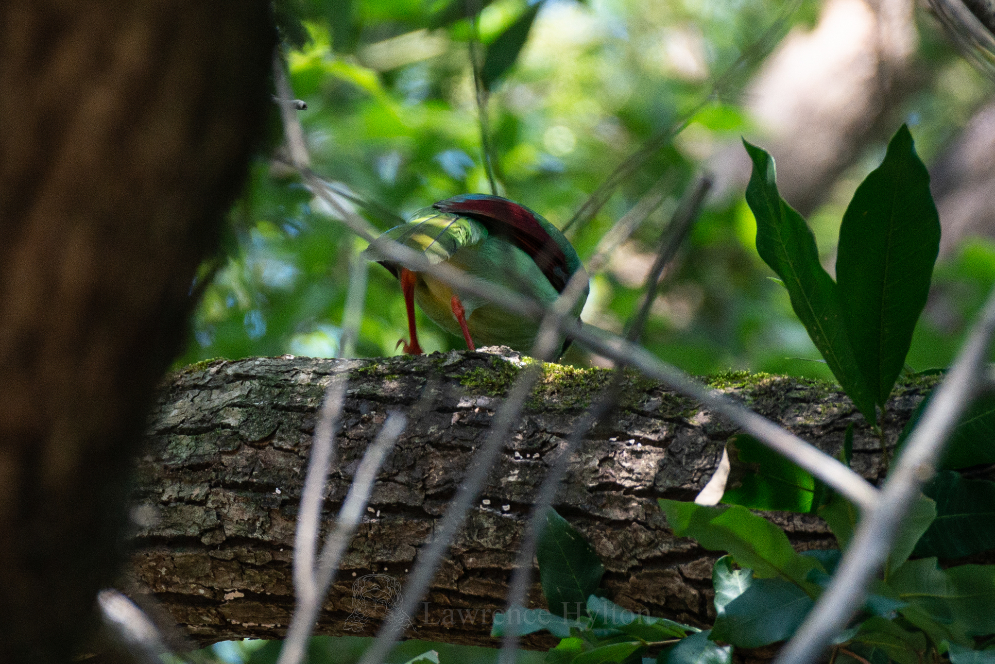 Indochinese Green Magpie
