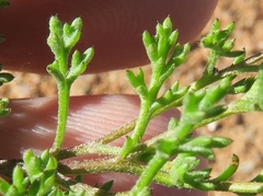 Foveolina dichotoma