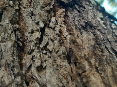 Camponotus arboreus