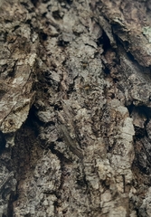 Camponotus arboreus