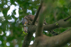 Accipiter trivirgatus