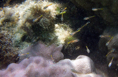 Scarus rubroviolaceus