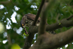 Accipiter trivirgatus
