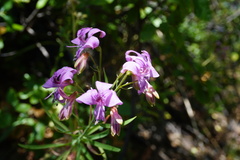 Alstroemeria revoluta