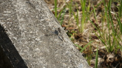 Orthetrum sabina