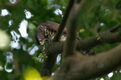 Accipiter trivirgatus