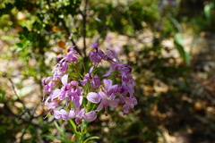 Alstroemeria revoluta