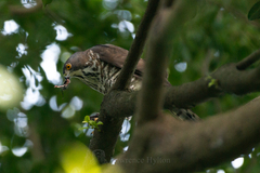 Accipiter trivirgatus