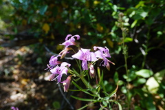 Alstroemeria revoluta