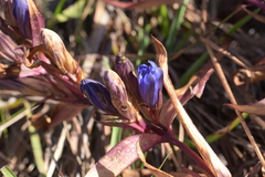 Gentiana × billingtonii