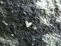 Dyspyralis illocata