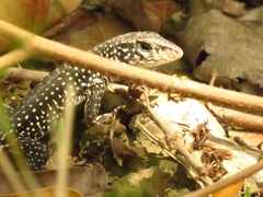 Ameiva praesignis