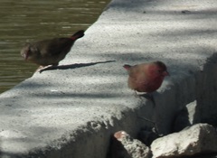 Lagonosticta rubricata