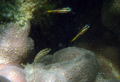 Scarus rubroviolaceus